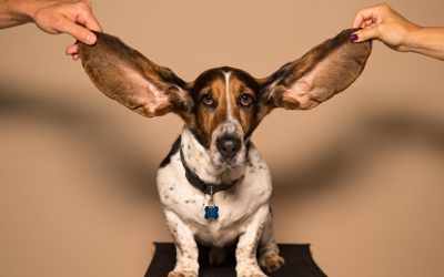 Pourquoi l’ouïe est-elle le plus fascinant des 5 sens ?